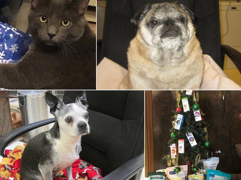 Norfolk Veterinary Clinic: Johnson Shelli DVM