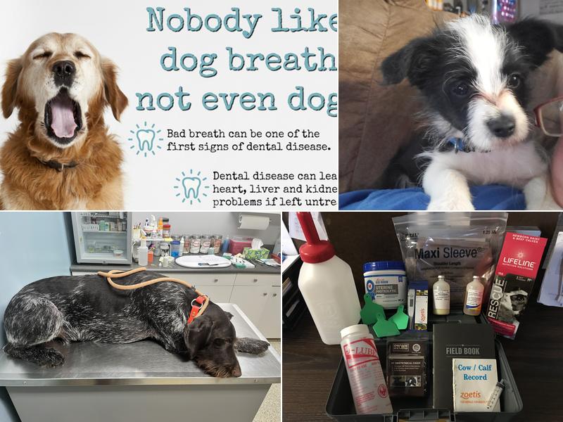 Clark Cross Country Vets