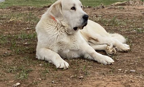 Crook County Veterinary Services Sundance