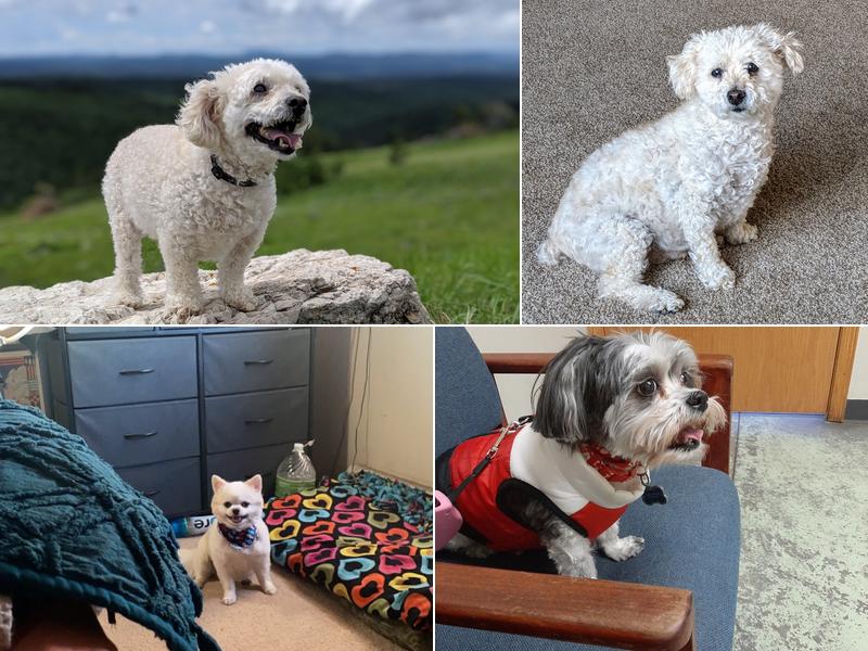 Cook Veterinary Clinic