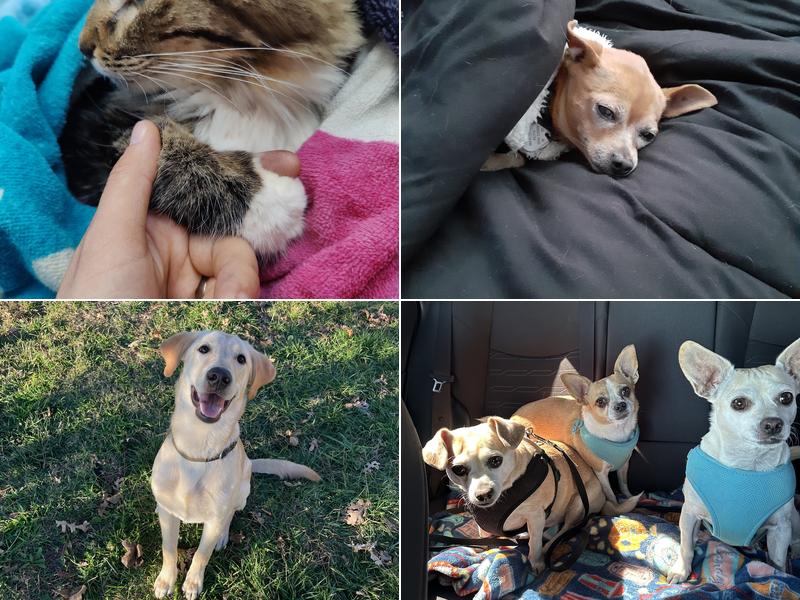 Milbradt Veterinary Hospital