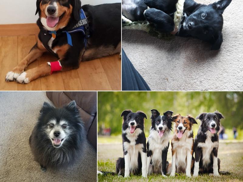 Southern Hills Animal Clinic