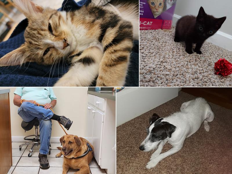 Neuse Veterinary Clinic