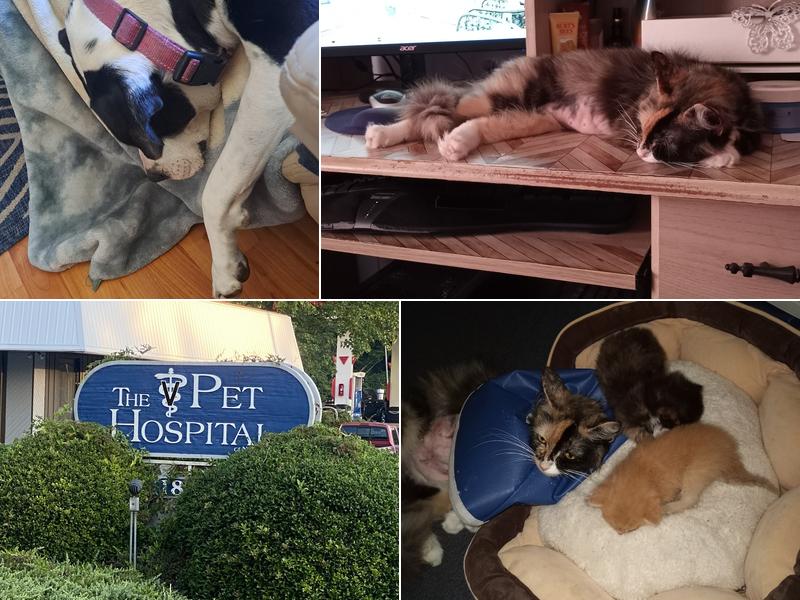 The Pet Hospital Of New Bern