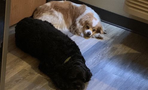 Carlson Heather DVM Sioux Falls