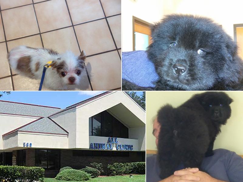 Julie Runnfeldt, DVM