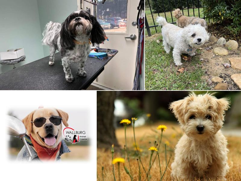 Wallburg Animal Hospital