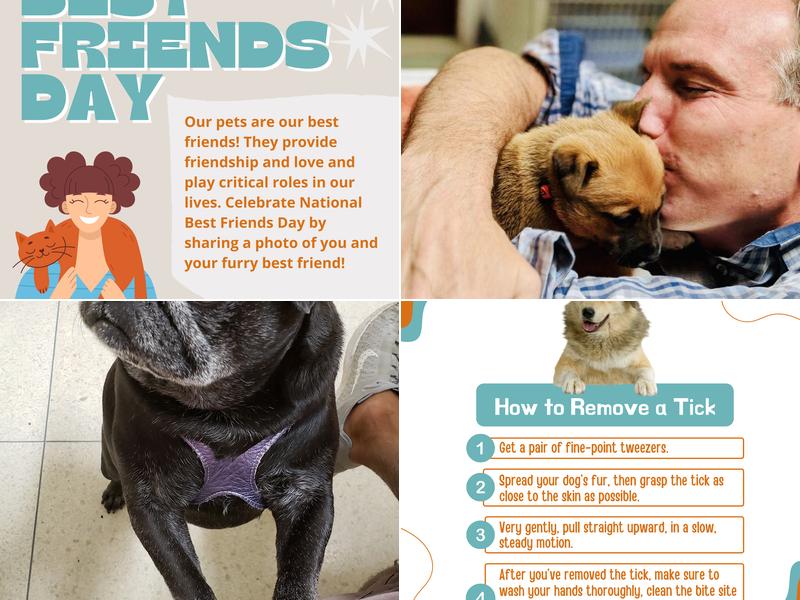 Academy Animal Hospital