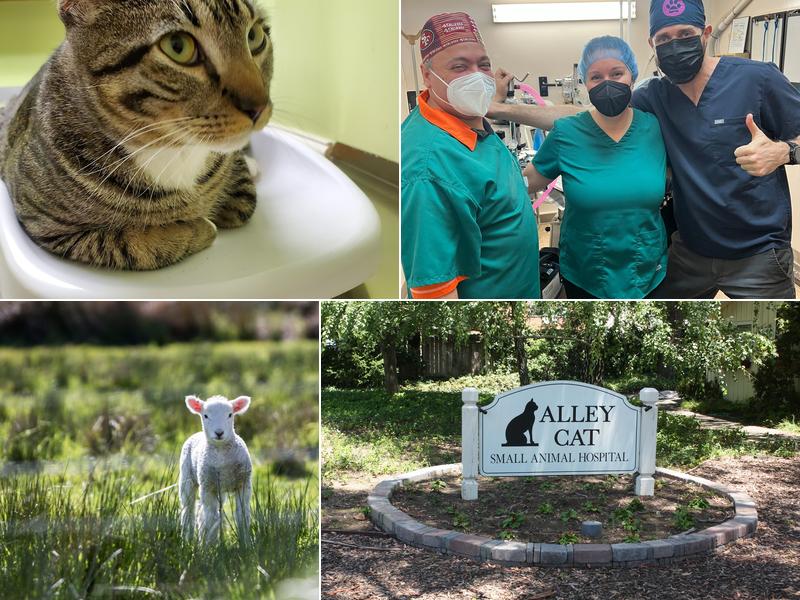 Alley Cat Small Animal Hospital