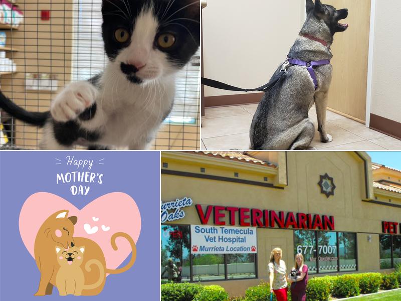 Murrieta Oaks Veterinary Hospital & Pet Hotel
