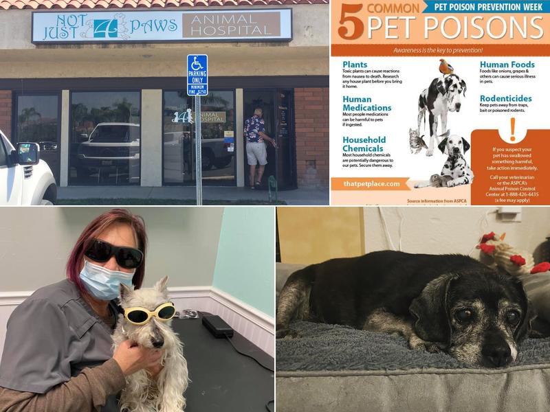 Not Just 4 Paws Animal Hospital