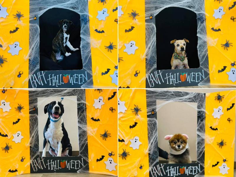 Brentwood Veterinary Hospital: Tracewell Megan DVM