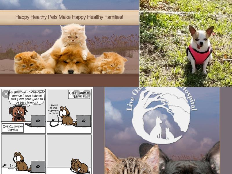 Live Oak Veterinary Hospital