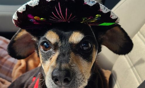 Arendell Animal Hospital