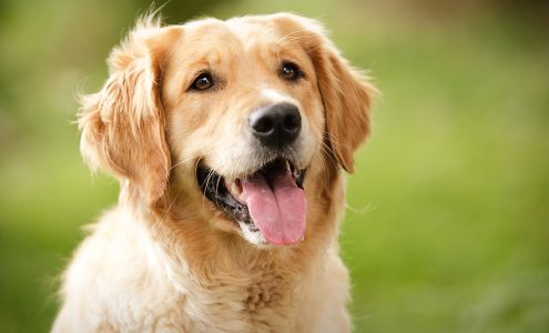 Morehead Animal Hospital