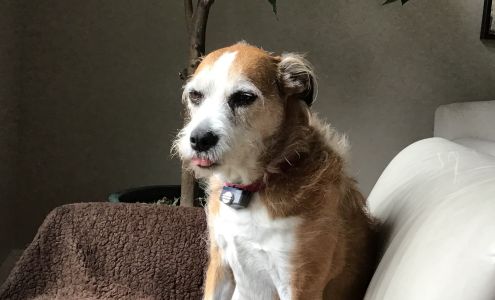 Plantation Animal Hospital Hilton Head Island