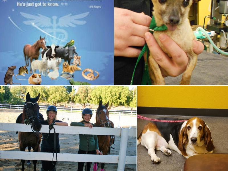 Orcutt Veterinary Hospital