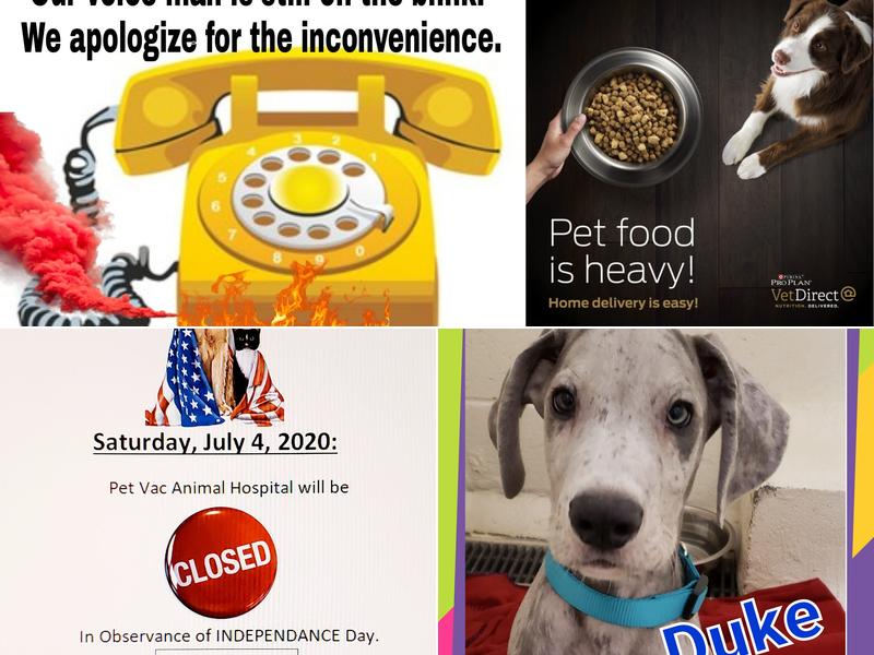 Pet Vac Animal Hospital: Shari Cudd, DVM