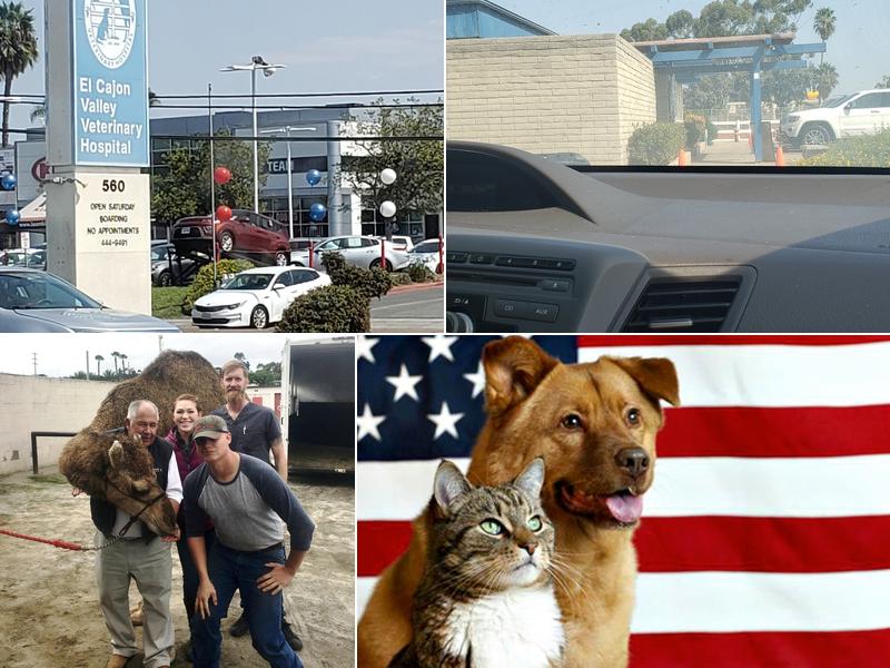 El Cajon Valley Veterinary: Kanchuk Marc L DVM