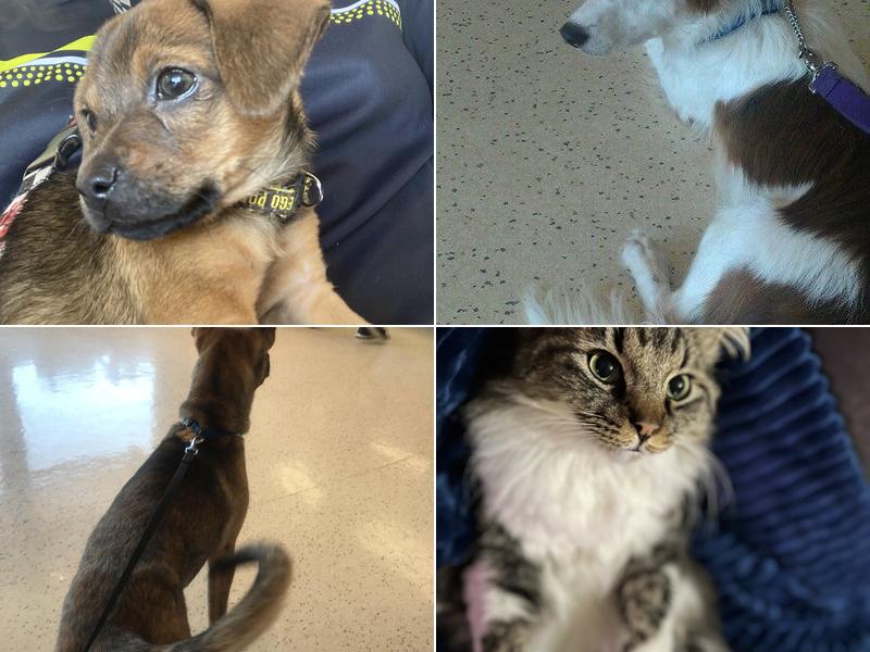 The Pet Hospital of La Mesa