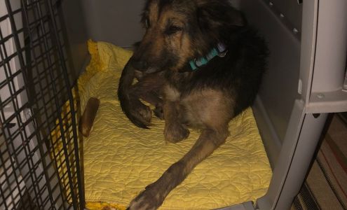 Sharon Lakes Animal Hospital: Maples Gene DVM