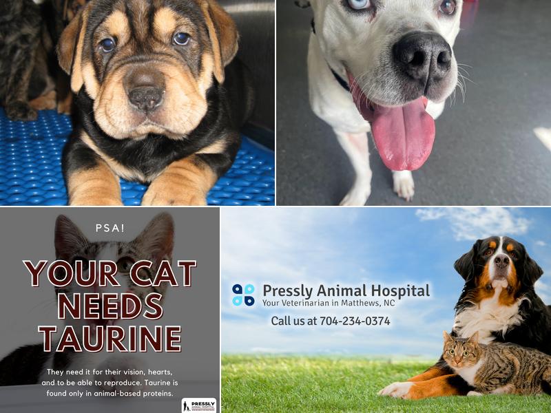 Pressly Animal Hospital