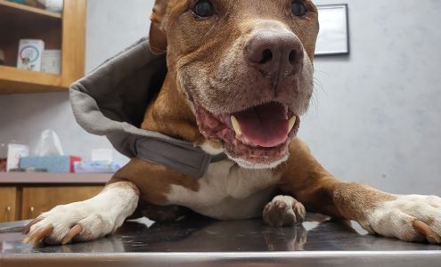 Hampton Animal Hospital