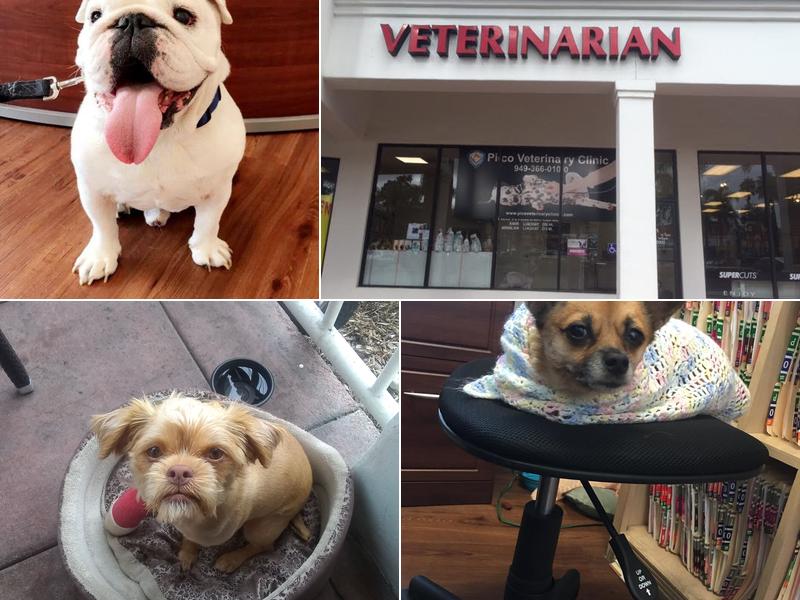 Pico Veterinary Clinic San Clemente