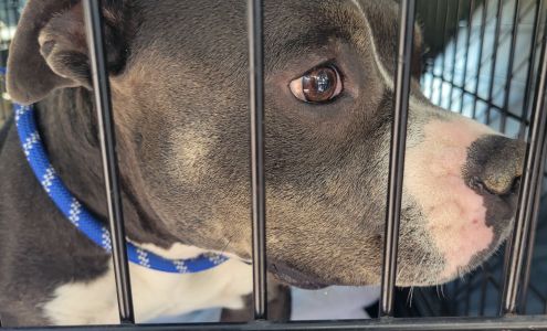 Charlotte-Mecklenburg Animal Services Clinic