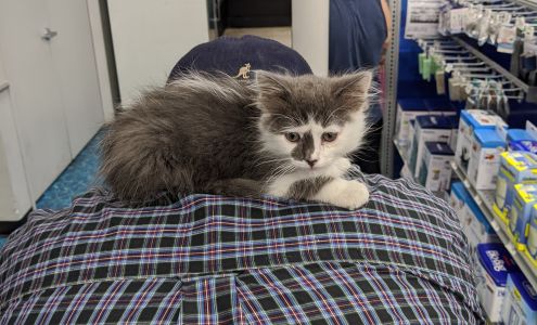 Petco Vaccination Clinic