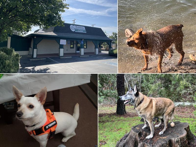 Redding Veterinary Clinic