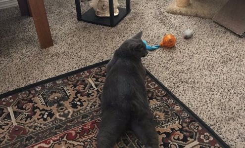 Dana Park Veterinary Hospital: Evans Heather DVM Redding