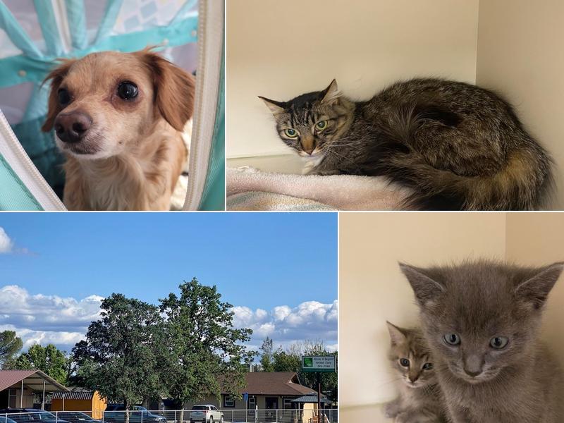 Above and Beyond Animal Care