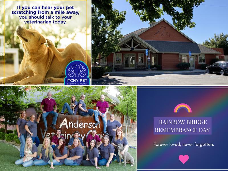 Anderson Veterinary Clinic, A Thrive Pet Healthcare Partner