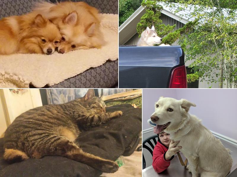 Thunder Road Animal Hospital