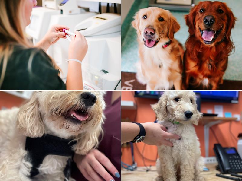 Twin Oaks Veterinary Clinic