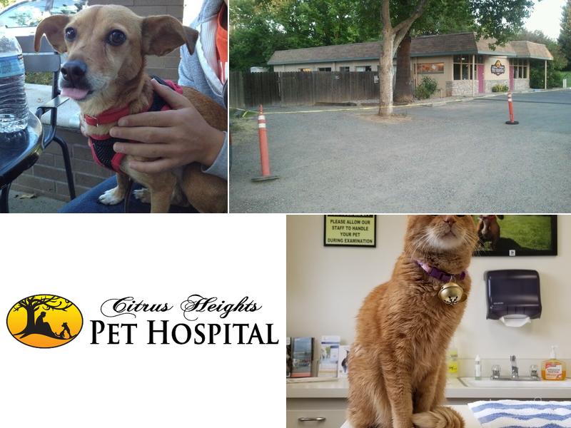 Citrus Heights Pet Hospital: Warsc Averi DVM