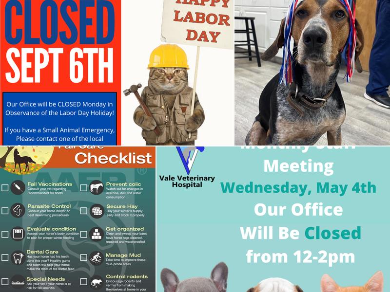 Vale Veterinary Hospital: Matthews Melissa DVM