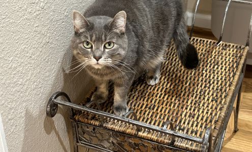 Shadow Ridge Veterinary Hospital & Urgent Care Connelly Springs