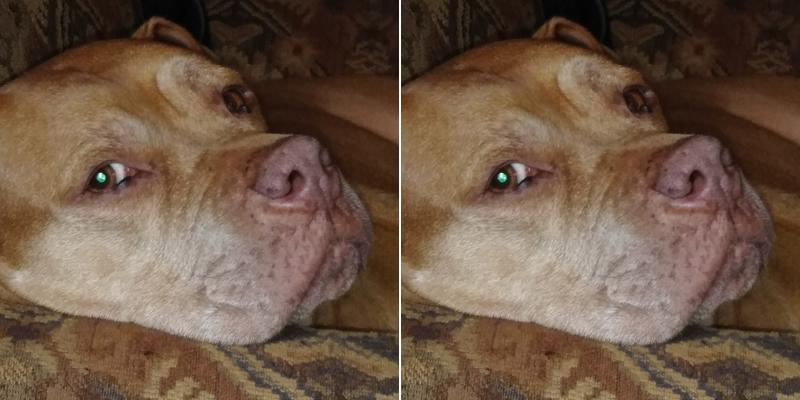 Hurlbert Sue Ann B DVM