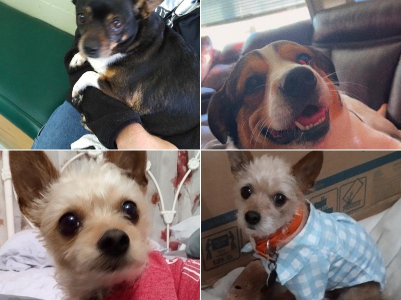 Claxton Veterinary Clinic