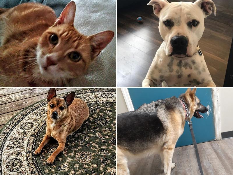 Flemington Veterinary Hospital