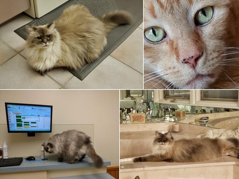 High Point Animal Hospital