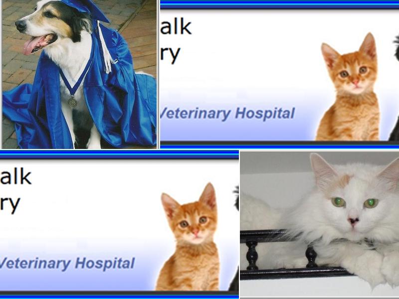 Harborwalk Veterinary Hospital