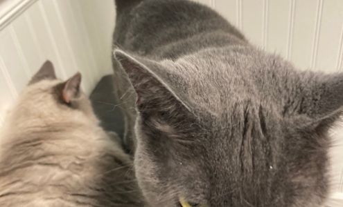 Billy Sanders, D.V.M.