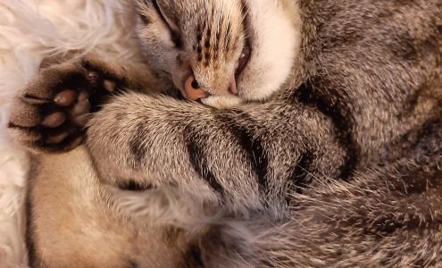 Sandy Springs Veterinary Clinic Pendleton