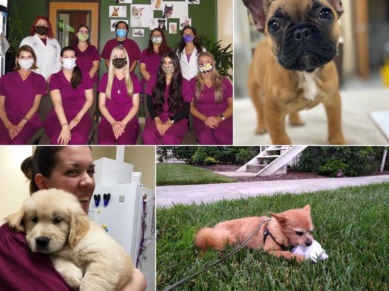 Tustin Care Animal Hospital