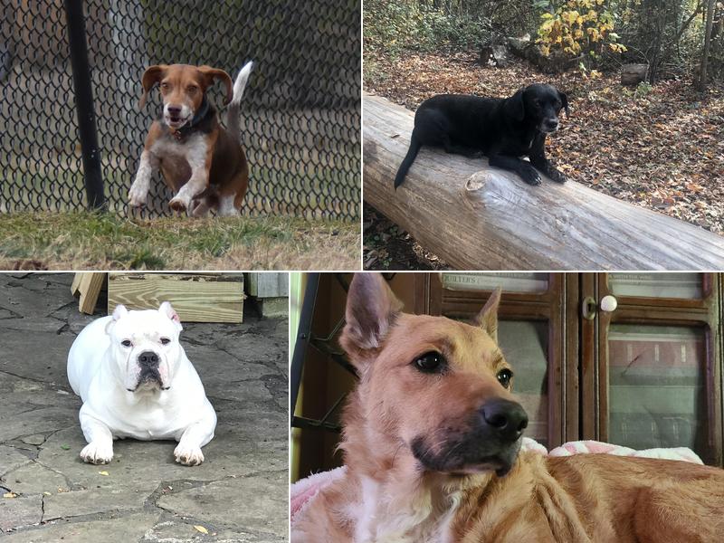 Cornelia Veterinary Hospital