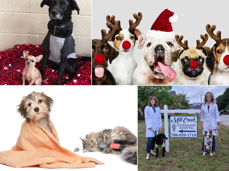 Mill Creek Veterinary Hospital