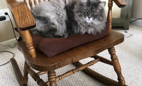 Magley Animal Hospital 200 W North Ave, Westminster South Carolina 29693